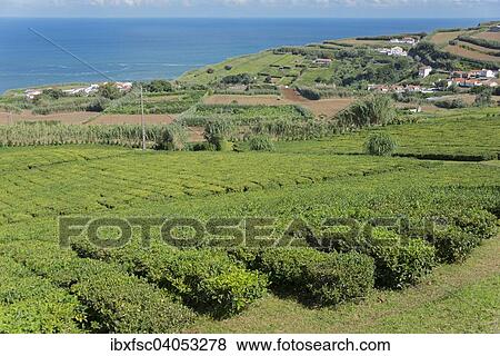 "Tea plantation, Cha Porto Formoso, Maia, Sao Miguel, Azores, Portugal, Europe" View Large Photo Image Stock Photo - "Tea plantation, Cha Porto Formoso, Maia, Sao Miguel, Azores, Portugal, Europe". Fotosearch