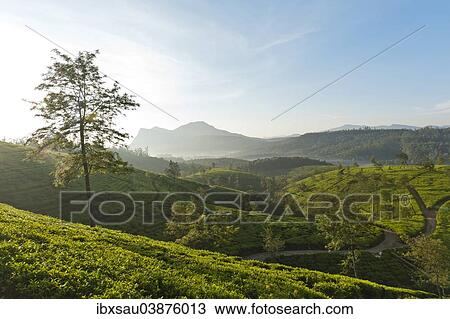 Stock Image - "Tea plantation, rolling countryside, Kandapola, Nuwara Eliya, Central Province, Sri Lanka, Asia". Fotosearch