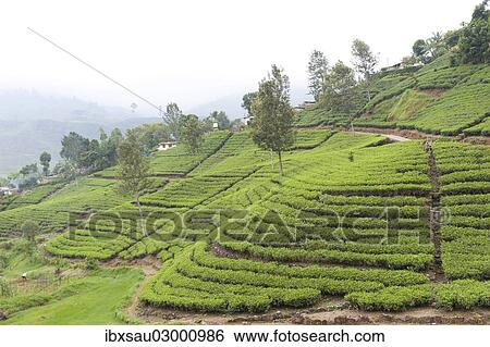 Stock Photograph - "Tea plantation, tea plants in rows on a slope, Tea (Camellia sinensis), Moray Estate near Dalhousie, Maskeliya Reservoir, Nuwara Eliya, Zentralprovinz, Sri Lanka, Asia". Fotosearch