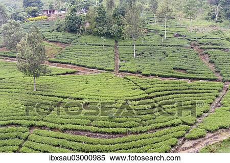 "Tea plantation, tea plants in rows, Tea (Camellia sinensis), Moray Estate near Dalhousie, Maskeliya Reservoir, Nuwara Eliya, Zentralprovinz, Sri Lanka, Asia" View Large Photo Image Stock Photography - "Tea plantation, tea plants in rows, Tea (Camellia sinensis), Moray Estate near Dalhousie, Maskeliya Reservoir, Nuwara Eliya, Zentralprovinz, Sri Lanka, Asia". Fotosearch