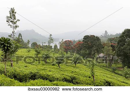 "Tea plantation with trees, tea bushes, Tea (Camellia sinensis), Moray Estate near Dalhousie, Maskeliya Reservoir, Nuwara Eliya, Zentralprovinz, Sri Lanka, Asia" View Large Photo Image Stock Image - "Tea plantation with trees, tea bushes, Tea (Camellia sinensis), Moray Estate near Dalhousie, Maskeliya Reservoir, Nuwara Eliya, Zentralprovinz, Sri Lanka, Asia". Fotosearch