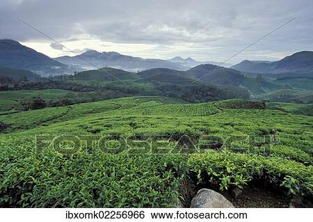 "Tea plantations at Munnar, Kerala, South India, India, Asia" View Large Photo Image Stock Photograph - "Tea plantations at Munnar, Kerala, South India, India, Asia". Fotosearch