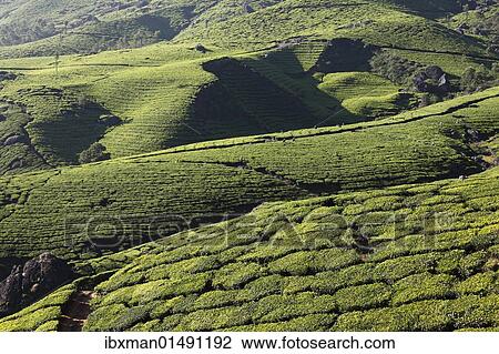 Stock Image - "Tea plantations, highlands around Munnar, Western Ghats, Kerala, India, South Asia, Asia". Fotosearch