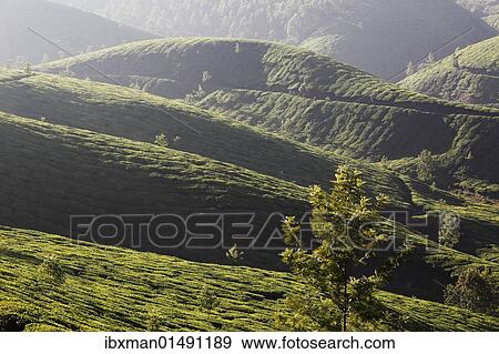 Stock Photo - "Tea plantations, highlands around Munnar, Western Ghats, Kerala, India, South Asia, Asia". Fotosearch