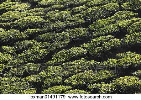 Stock Photo - "Tea plantations in the highlands around Munnar, Western Ghats, Kerala, India, South Asia, Asia". Fotosearch