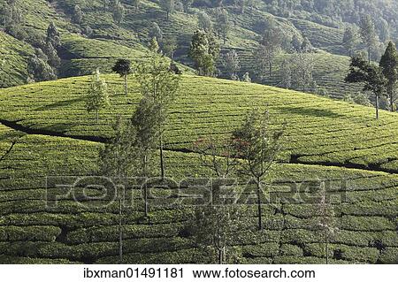Stock Image - "Tea plantations with trees in the highlands around Munnar, Western Ghats, Kerala, India, South Asia, Asia". Fotosearch