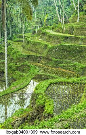 "Tegallalang rice terraces, Ubud, Bali, Indonesia, Asia" View Large Photo Image Stock Photo - "Tegallalang rice terraces, Ubud, Bali, Indonesia, Asia". Fotosearch
