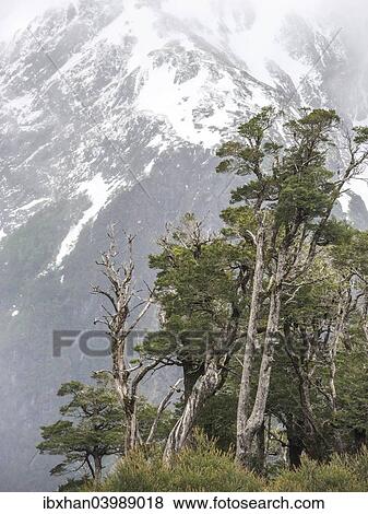 Stock Photo - "Temperate rain forest on a mountain pass, Cisnes, Aysen Province, Chile, South America". Fotosearch