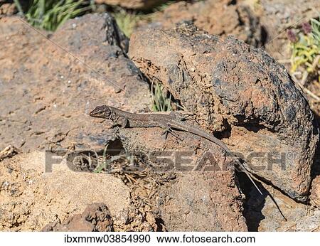 Stock Image - "Tenerife Lizard (Gallotia galloti) basking on a rock, endemic to the Canaries, Tenerife, Canary Islands, Spain, Europe". Fotosearch