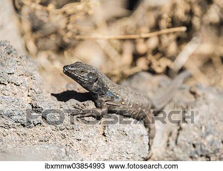 "Tenerife Lizard (Gallotia galloti) basking on a rock, endemic to the Canaries, Tenerife, Canary Islands, Spain, Europe" View Large Photo Image Stock Image - "Tenerife Lizard (Gallotia galloti) basking on a rock, endemic to the Canaries, Tenerife, Canary Islands, Spain, Europe". Fotosearch