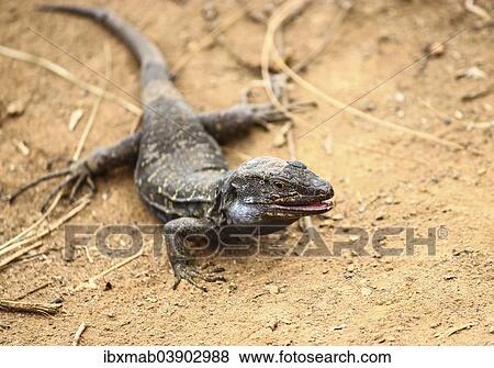 "Tenerife Lizard (Gallotia galloti), endemic, Tenerife, Canary Islands, Spain, Europe" View Large Photo Image Stock Photo - "Tenerife Lizard (Gallotia galloti), endemic, Tenerife, Canary Islands, Spain, Europe". Fotosearch