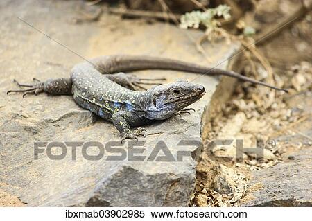 Stock Photography - "Tenerife Lizard (Gallotia galloti), endemic, Tenerife, Canary Islands, Spain, Europe". Fotosearch