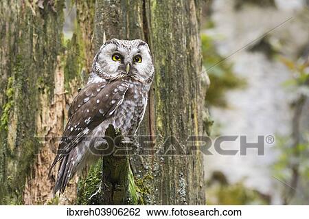 "Tengmalm's Owl or Boreal Owl (Aegolius funereus), captive, animal enclosure, Bavarian Forest National Park, Bavaria, Germany, Europe" View Large Photo Image Stock Image - "Tengmalm's Owl or Boreal Owl (Aegolius funereus), captive, animal enclosure, Bavarian Forest National Park, Bavaria, Germany, Europe". Fotosearch