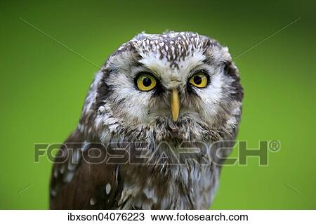 "Tengmalm's Owl or Boreal Owl (Aegolius funereus), adult, captive, Eifel, Rhineland-Palatinate, Germany, Europe" View Large Photo Image Stock Image - "Tengmalm's Owl or Boreal Owl (Aegolius funereus), adult, captive, Eifel, Rhineland-Palatinate, Germany, Europe". Fotosearch