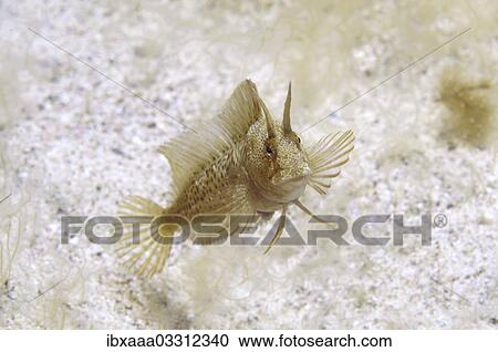 "Tentacled Blenny (Parablennius tentacularis), Black Sea, Crimea, Ukraine, Europe" View Large Photo Image Stock Image - "Tentacled Blenny (Parablennius tentacularis), Black Sea, Crimea, Ukraine, Europe". Fotosearch
