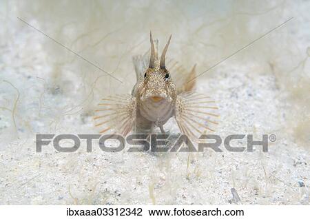 "Tentacled Blenny (Parablennius tentacularis), Black Sea, Crimea, Ukraine, Europe" View Large Photo Image Stock Image - "Tentacled Blenny (Parablennius tentacularis), Black Sea, Crimea, Ukraine, Europe". Fotosearch