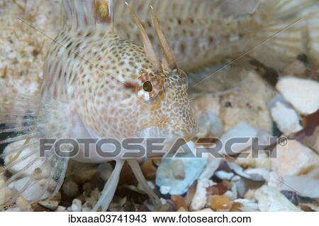 "Tentacled Blenny (Parablennius tentacularis), Black Sea, Crimea, Ukraine, Europe" View Large Photo Image Stock Image - "Tentacled Blenny (Parablennius tentacularis), Black Sea, Crimea, Ukraine, Europe". Fotosearch
