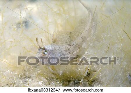 "Tentacled blenny (Parablennius tentacularis), Black Sea, Crimea, Ukraine, Europe" View Large Photo Image Stock Photo - "Tentacled blenny (Parablennius tentacularis), Black Sea, Crimea, Ukraine, Europe". Fotosearch