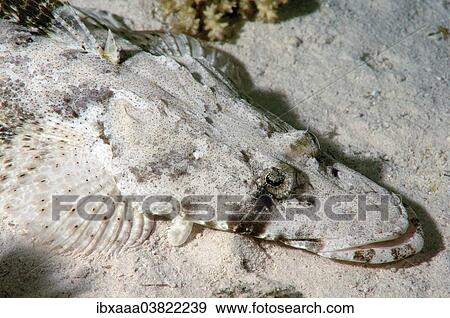 "Tentacled Flathead or Crocodilefish (Papilloculiceps longiceps), Red Sea, Egypt, Africa" View Large Photo Image Stock Photo - "Tentacled Flathead or Crocodilefish (Papilloculiceps longiceps), Red Sea, Egypt, Africa". Fotosearch
