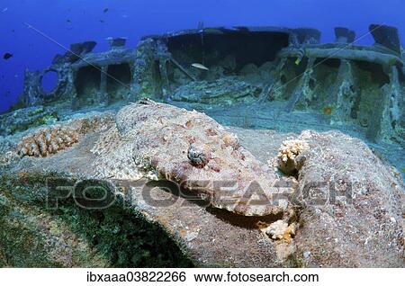 "Tentacled Flathead or Crocodilefish (Papilloculiceps longiceps) on the shipwreck of the SS Thistlegorm, Red Sea, Egypt, Africa" View Large Photo Image Stock Photograph - "Tentacled Flathead or Crocodilefish (Papilloculiceps longiceps) on the shipwreck of the SS Thistlegorm, Red Sea, Egypt, Africa". Fotosearch