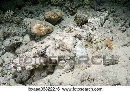 "Tentacled Flathead or Crocodilefish (Papilloculiceps longiceps), Red Sea, Egypt, Africa" View Large Photo Image Stock Photograph - "Tentacled Flathead or Crocodilefish (Papilloculiceps longiceps), Red Sea, Egypt, Africa". Fotosearch
