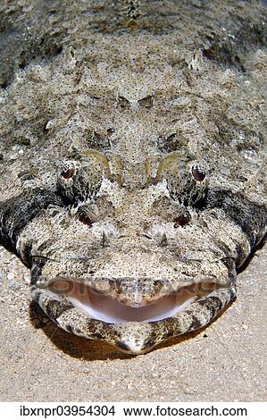 "Tentacled flathead (Papilloculiceps longiceps), Makadi Bay, Red Sea, Hurghada, Egypt, Africa" View Large Photo Image Picture - "Tentacled flathead (Papilloculiceps longiceps), Makadi Bay, Red Sea, Hurghada, Egypt, Africa". Fotosearch