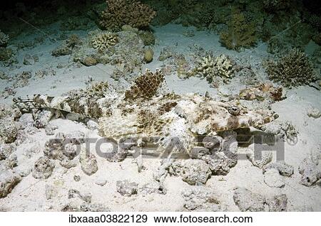 "Tentacled Flathead (Papilloculiceps longiceps), camouflage, Red Sea, Egypt, Africa" View Large Photo Image Stock Photo - "Tentacled Flathead (Papilloculiceps longiceps), camouflage, Red Sea, Egypt, Africa". Fotosearch