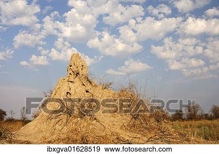 "Termite hill under cumulus clouds in the Okavango Delta, Botswana, Africa" View Large Photo Image Stock Photo - "Termite hill under cumulus clouds in the Okavango Delta, Botswana, Africa". Fotosearch