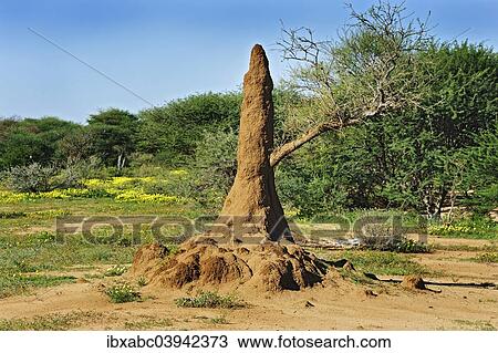 "Termite mound, Erindi Game Reserve, Namibia, Africa" View Large Photo Image Stock Image - "Termite mound, Erindi Game Reserve, Namibia, Africa". Fotosearch