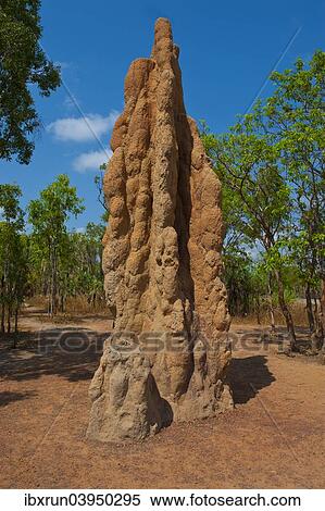 "Termite mound in the Litchfield National Park, Northern Territories, Australia, Oceania" View Large Photo Image Stock Photography - "Termite mound in the Litchfield National Park, Northern Territories, Australia, Oceania". Fotosearch