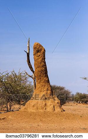 "Termite mound, Kaokoland, Kaokoveld, Namibia, Africa" View Large Photo Image Stock Image - "Termite mound, Kaokoland, Kaokoveld, Namibia, Africa". Fotosearch
