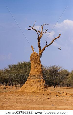 "Termite mound, Kaokoland, Kaokoveld, Namibia, Africa" View Large Photo Image Stock Image - "Termite mound, Kaokoland, Kaokoveld, Namibia, Africa". Fotosearch