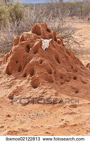 "Termite mound with an animal skull, Samburu National Reserve, Kenya, East Africa, PublicGround, Africa" View Large Photo Image Stock Image - "Termite mound with an animal skull, Samburu National Reserve, Kenya, East Africa, PublicGround, Africa". Fotosearch