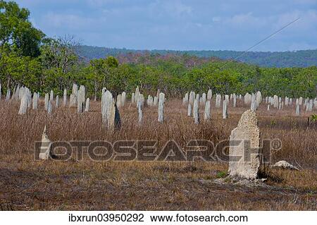 "Termite mounds in the Litchfield National Park, Northern Territories, Australia, Oceania" View Large Photo Image Stock Image - "Termite mounds in the Litchfield National Park, Northern Territories, Australia, Oceania". Fotosearch