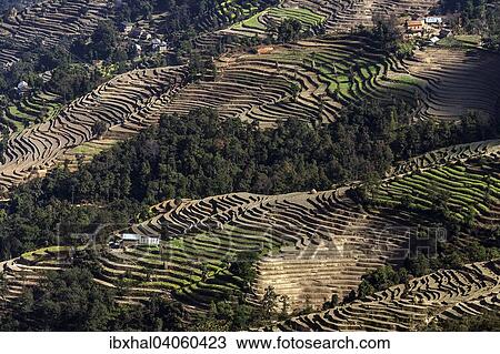 "Terrace cultivation, field terraces at Nagarkot, Nepal, Asia" View Large Photo Image Stock Image - "Terrace cultivation, field terraces at Nagarkot, Nepal, Asia". Fotosearch