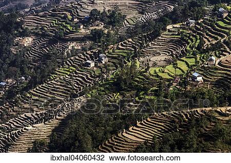 "Terrace cultivation, field terraces at Nagarkot, Nepal, Asia" View Large Photo Image Stock Image - "Terrace cultivation, field terraces at Nagarkot, Nepal, Asia". Fotosearch