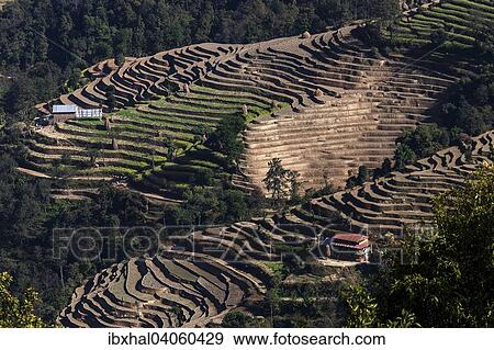 "Terrace cultivation, field terraces at Nagarkot, Nepal, Asia" View Large Photo Image Stock Photo - "Terrace cultivation, field terraces at Nagarkot, Nepal, Asia". Fotosearch