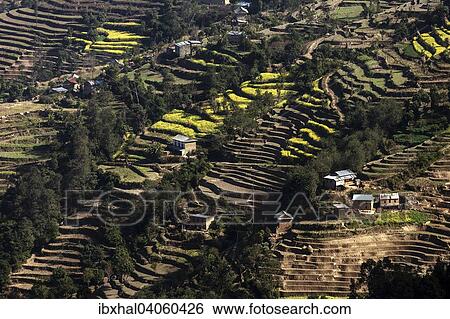 "Terrace cultivation, field terraces at Nagarkot, Nepal, Asia" View Large Photo Image Stock Photograph - "Terrace cultivation, field terraces at Nagarkot, Nepal, Asia". Fotosearch