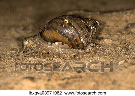 Stock Image - "Terrestrial snail species (Pulmonata spec. ), Tambopata Nature Reserve, Madre de Dios region, Peru, South America". Fotosearch