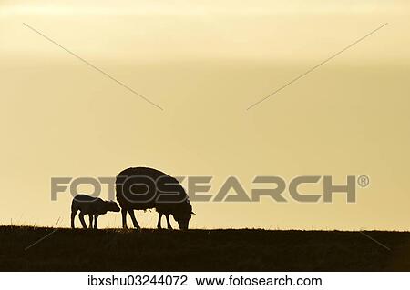 Stock Image - "Texel sheep, mouflons (Ovis orientalis aries), silhouette of ewe and lamb at dusk, Oudeschild, Texel, West Frisian Islands, province of North Holland, The Netherlands, Europe". Fotosearch