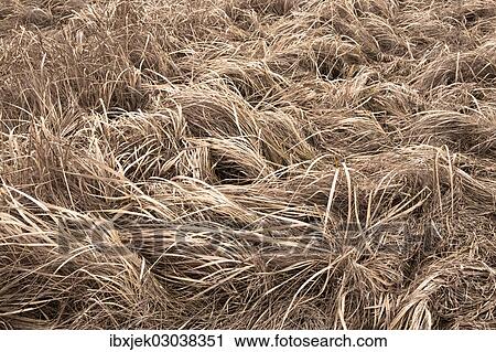 "Texture, high grass in winter" View Large Photo Image Stock Image - "Texture, high grass in winter". Fotosearch