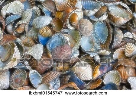 Stock Photo - "Texture, sea shells, filtered fractally". Fotosearch