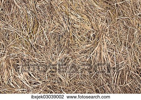 "Texture, winter grass" View Large Photo Image Stock Image - "Texture, winter grass". Fotosearch