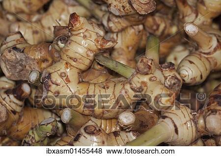"Thai-ginger, Thai galangal, Langkwas or galanga root (Alpinia galanga, syn Maranta galanga)" View Large Photo Image Stock Photo - "Thai-ginger, Thai galangal, Langkwas or galanga root (Alpinia galanga, syn Maranta galanga)". Fotosearch