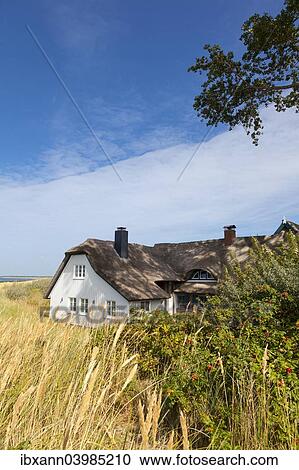 "Thatched cottage in the dunes at the beach, Baltic Sea, Ahrenshoop, Fischland, Mecklenburg-Western Pomerania, Germany, Europe" View Large Photo Image Stock Image - "Thatched cottage in the dunes at the beach, Baltic Sea, Ahrenshoop, Fischland, Mecklenburg-Western Pomerania, Germany, Europe". Fotosearch