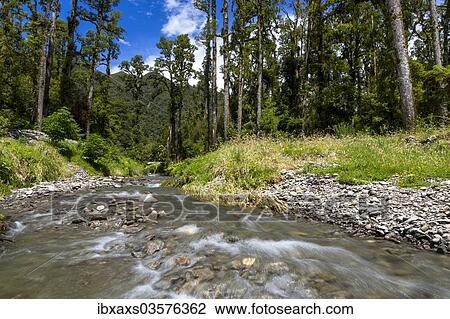 "The Blackwater Creek below the Douglas Range, West Coast Region, New Zealand, Oceania" View Large Photo Image Stock Image - "The Blackwater Creek below the Douglas Range, West Coast Region, New Zealand, Oceania". Fotosearch