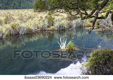 Picture - "The crystal clear Mirror Lakes, Te Anau Downs, Southland Region, New Zealand, Oceania". Fotosearch
