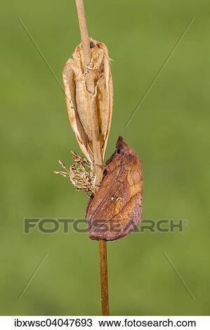 Stock Image - "The Drinker moth (Euthrix potatoria), Volcanic Eifel, Rhineland-Palatinate, Germany, Europe". Fotosearch
