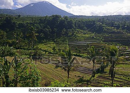 "The famous rice terraces of Jatiluwih, Bali, Indonesia, Asia" View Large Photo Image Picture - "The famous rice terraces of Jatiluwih, Bali, Indonesia, Asia". Fotosearch