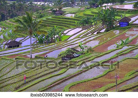 Picture - "The famous rice terraces of Jatiluwih, Bali, Indonesia, Asia". Fotosearch